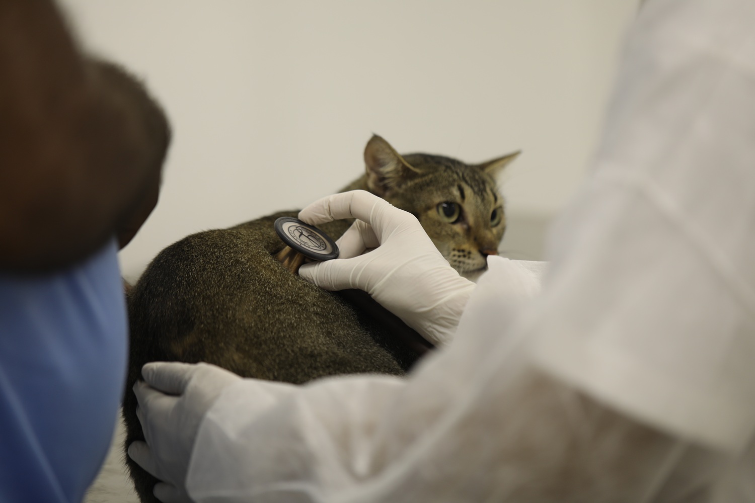 Além da castração, os animais comunitários receberão vacina antirrábica. (foto: Janaína Cavalcante/Ascom UFS)