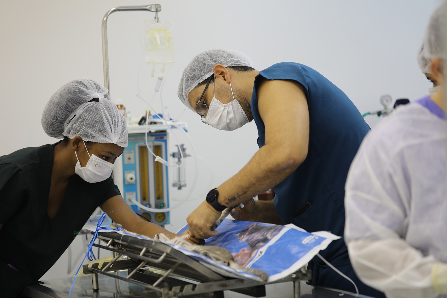 Castrações seguirão o planejamento do Hospital Veterinário Universitário. (foto: Janaína Cavalcante/Ascom UFS)