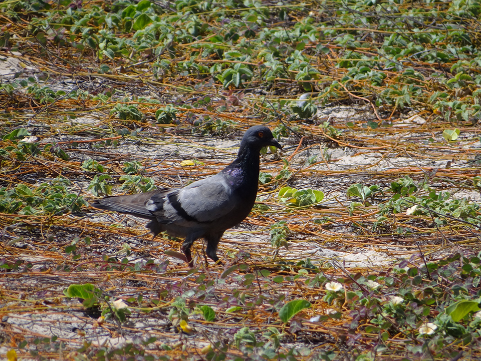 Foto 3: Pombo. Veja abaixo do texto mais informações. 